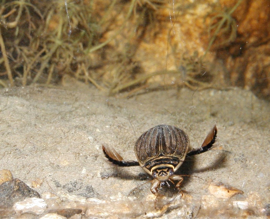 Acilius sulcatus al Centro di Entomologia